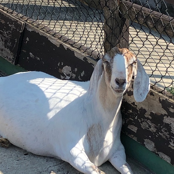 Profile Picture of Maddie Mislinski (@mislinski2025) on Poshmark