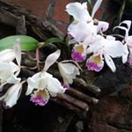 Profile Picture of Alba Corredor (@almicosa) on Instagram