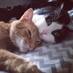 Profile Picture of Henri, Glenn & Paddy Forever (@henri_and_glenn_and_paddy) on Instagram