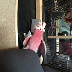 Profile Picture of Bianca.van.verdegem (@bianca.van.verdegem) on Flickr