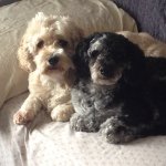 Fatima - Instagram Profile Picture of Fatima (@maggiemaeandbaileyloulou) on Instagram