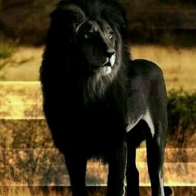 Profile Picture of Berta Melendez (@BertaMelendez2) on Twitter