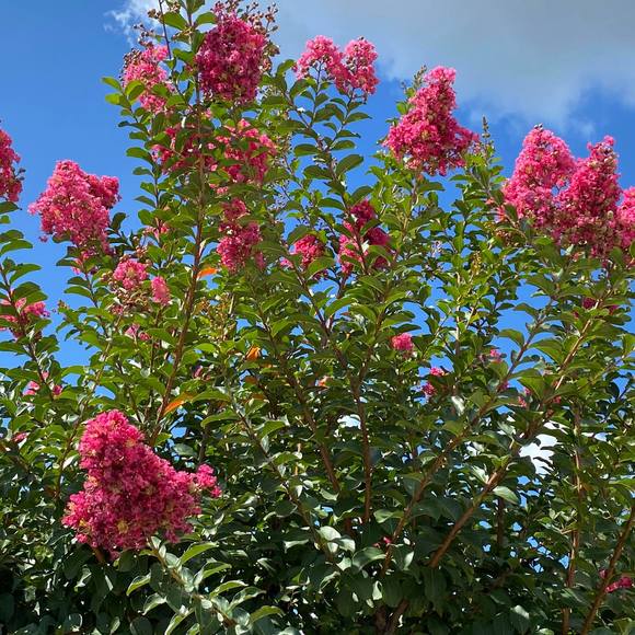 Profile Picture of Nancy Shriey bogue (@juniebjones) on Poshmark