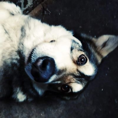 Profile Picture of Honza_vidlička (@HonzaVidlicka) on Twitter