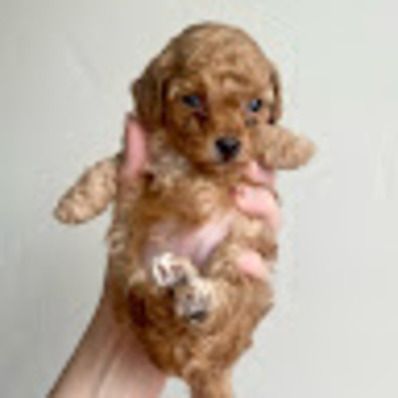 Profile Picture of Evan Mackenzie (@evanmack3) on Poshmark