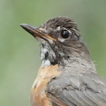 Profile Picture of Steve Frye (@flying circus birders) on Flickr
