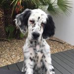 Profile Picture of Cecile Gendron (@sissi.phil) on Instagram