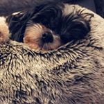 Profile Picture of Dexter The Shih Tzu (@dexter.barber) on Instagram