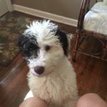 Profile Picture of Hank Ayers (@hanktheschnoodle) on Instagram