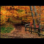 Profile Picture of Autumn Posts🎃🍂🍁 (@turning_leaf) on Instagram