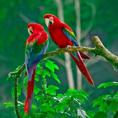 Profile Picture of Elaine H. Montoya (@ElaineHMontoya1) on Twitter