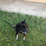 Profile Picture of Mr. BaconBits (@rexsoto120) on Instagram