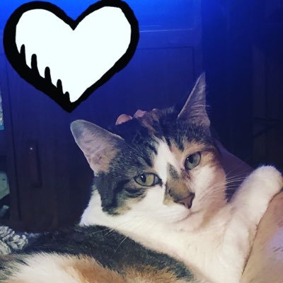 Profile Picture of Pam Wiles (@WilesPewwil) on Twitter