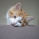 Matt Kingham - Flickr Profile Picture of Matt Kingham (@matt kingham) on Flickr