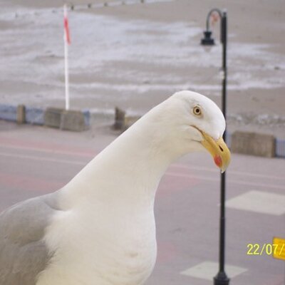 Profile Picture of Steven James Blain (@paixdesprit) on Twitter