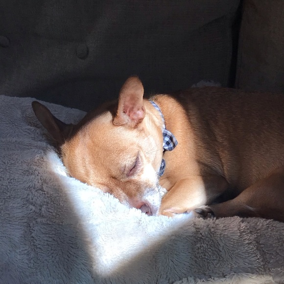 Profile Picture of Josie Thompson (@noellelorenz06) on Poshmark