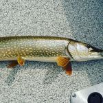 Profile Picture of James Beebe (@james_beebe_fishing) on Instagram