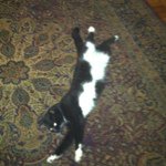 Profile Picture of Laina Splain (@lasplain71) on Instagram