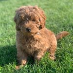 Profile Picture of 🐾Bear & Ollie Bryant🐾 (@the_adventures_of_2_doods) on Instagram