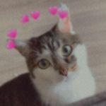 Profile Picture of Melon James (@melonthekittycat) on Instagram