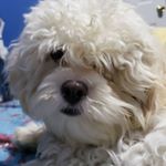 Profile Picture of Zachary Murray (@zuzhitrazh) on Instagram