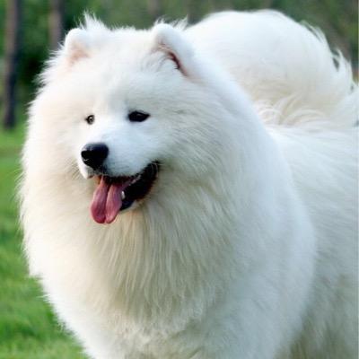 Adamyuan - Twitter Profile Picture of Adamyuan (@Adamkiller4) on Twitter