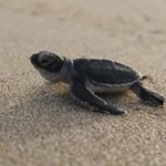 Philip Collins - Instagram Profile Picture of Philip Collins (@philecfc) on Instagram