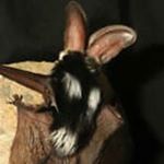 Profile Picture of Caitlin Hanlon (@spottdbat) on Instagram