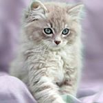 Profile Picture of nidia.saenz.quiros (@nidia.saenz.quiros) on Instagram