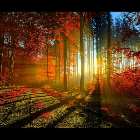 Profile Picture of Theresa Raybourn (@tnraybourn) on Poshmark