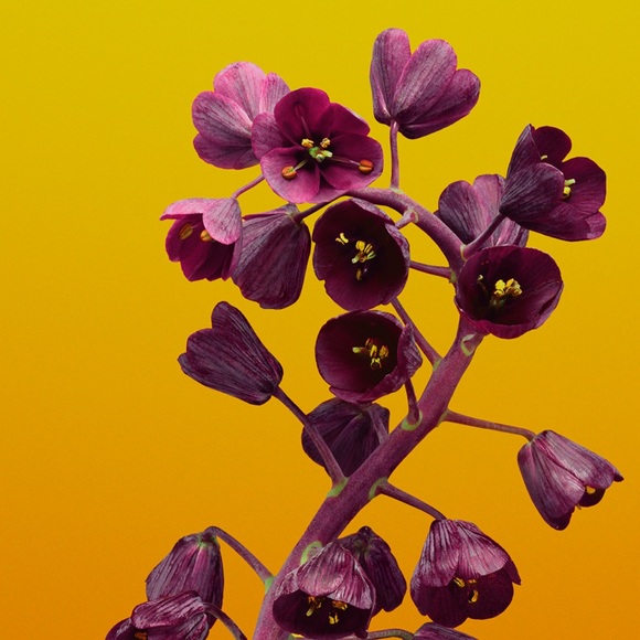 Profile Picture of Ariel Mcelwee (@nasirakemi) on Poshmark