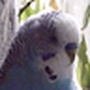 Profile Picture of Ray (@BluetheBudgie) on Flickr