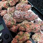 Profile Picture of Scott terry (@weeds4204) on Instagram