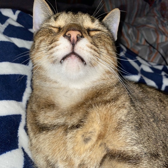 Profile Picture of Hannah Hazel (@hannahhazel590) on Poshmark