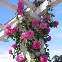 Diana Voncelle Goolsby Hunnicutt - Quora Profile Picture of Diana Voncelle Goolsby Hunnicutt (@diana-voncelle-goolsby-hunnicutt) on Quora