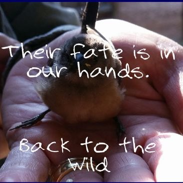 Profile Picture of Audrey Delsink (@back2wild) on Twitter