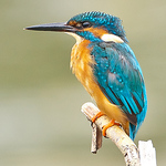 Profile Picture of Gfcphotography (@gfcphotography) on Flickr