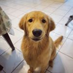 Profile Picture of Sandy, Leo & Rocky (@sandyleorocky) on Instagram