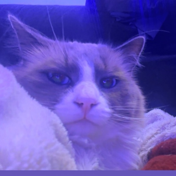 Profile Picture of Luka Dosil (@luka8586) on Poshmark