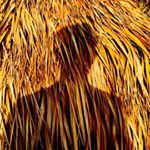 Profile Picture of Gregg Shumann (@greggshumann) on Instagram