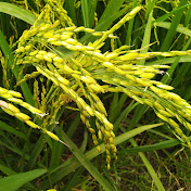 Profile Picture of Nelson Andrews (@npa1968) on Youtube