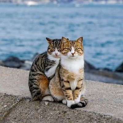 Profile Picture of Min Thein James (@MinTheinJames1) on Twitter