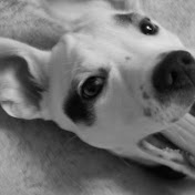 Steve Holm - Youtube Profile Picture of Steve Holm (@steveholm2585) on Youtube