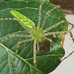 Profile Picture of Robert Remington (@shidoshisan) on Instagram