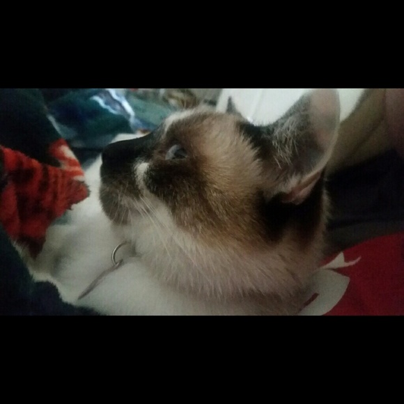 Profile Picture of Laura Matzick (@lauraloulu) on Poshmark