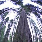 Profile Picture of Chris Bracamonte (@chrisbracamonte) on Instagram