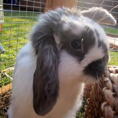 Profile Picture of Benjamin Bunny (@Mrbenjaminbunny) on Twitter