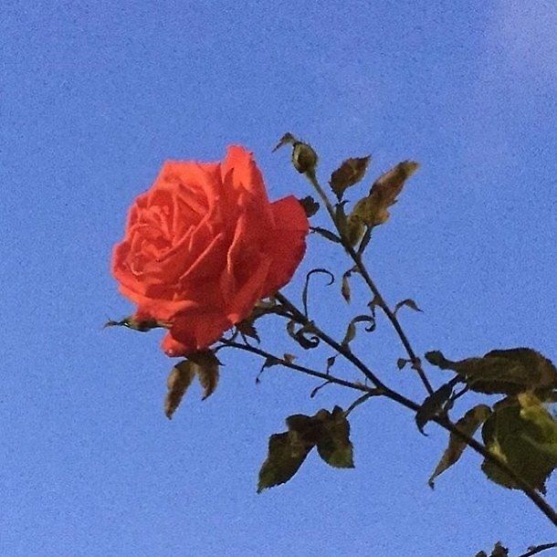 Profile Picture of lynettecheyanne (@aesthetic.girl706) on Tiktok