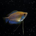 Profile Picture of Shankar Balasubramanian (@shankar.balasubramanian) on Instagram