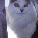 Profile Picture of Kitty Cass (@cassandra.ernst.moran) on Instagram